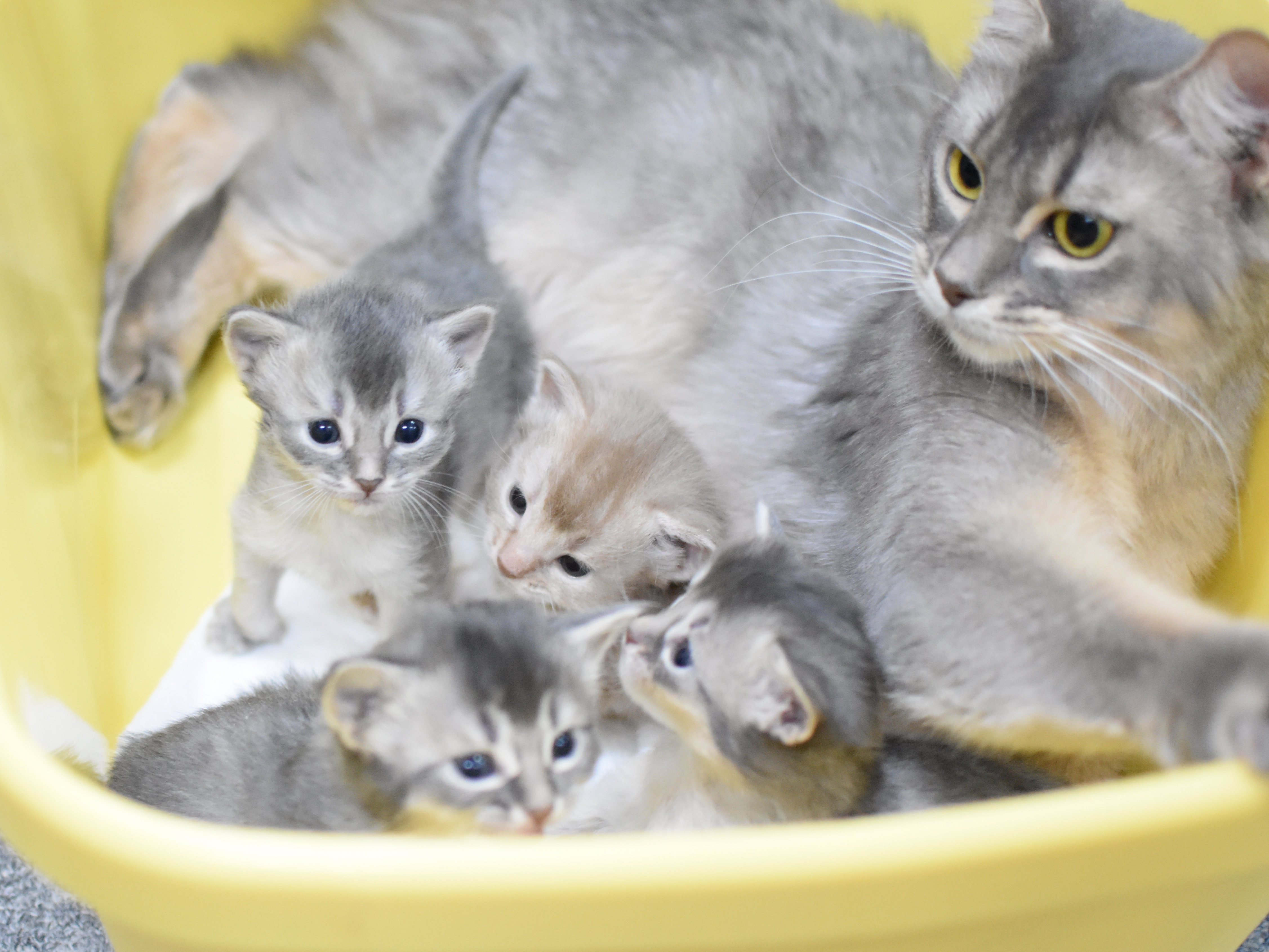 ソマリ　　（２６年１月１３日生れ）